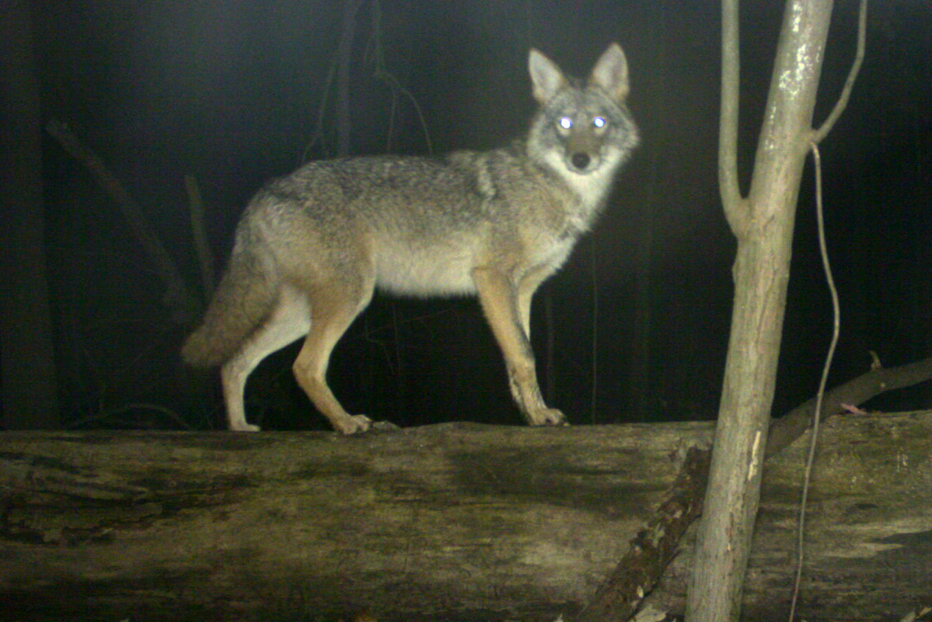 Coyote 2
