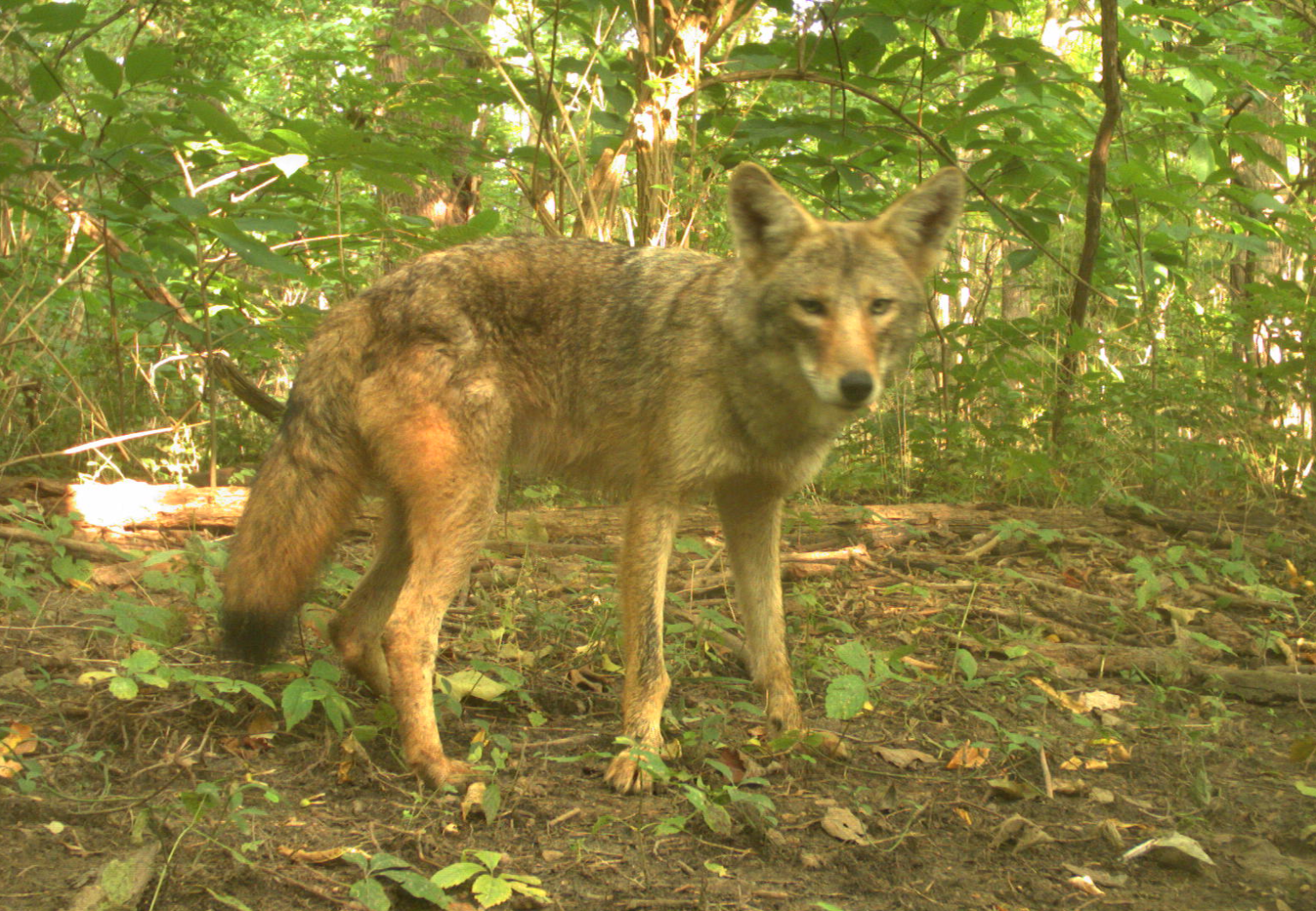 Coyote 3