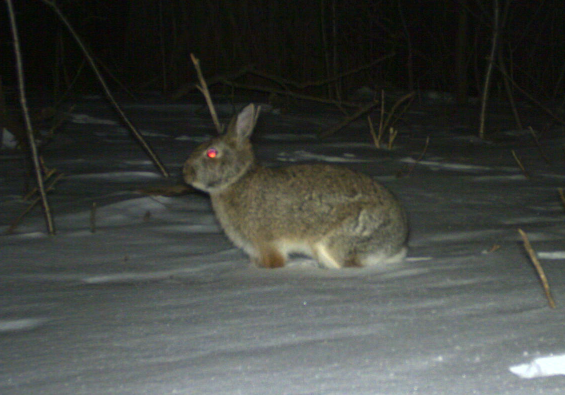 Rabbit 2