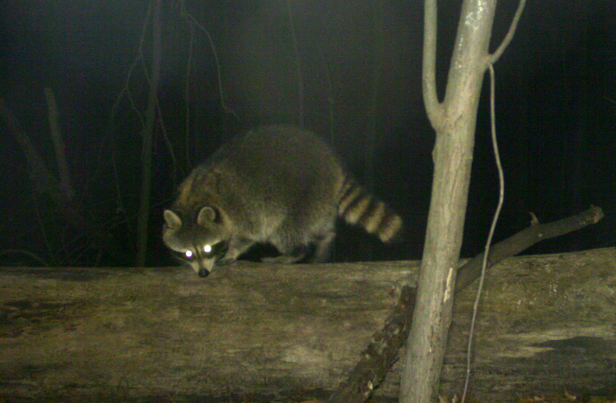 Raccoon