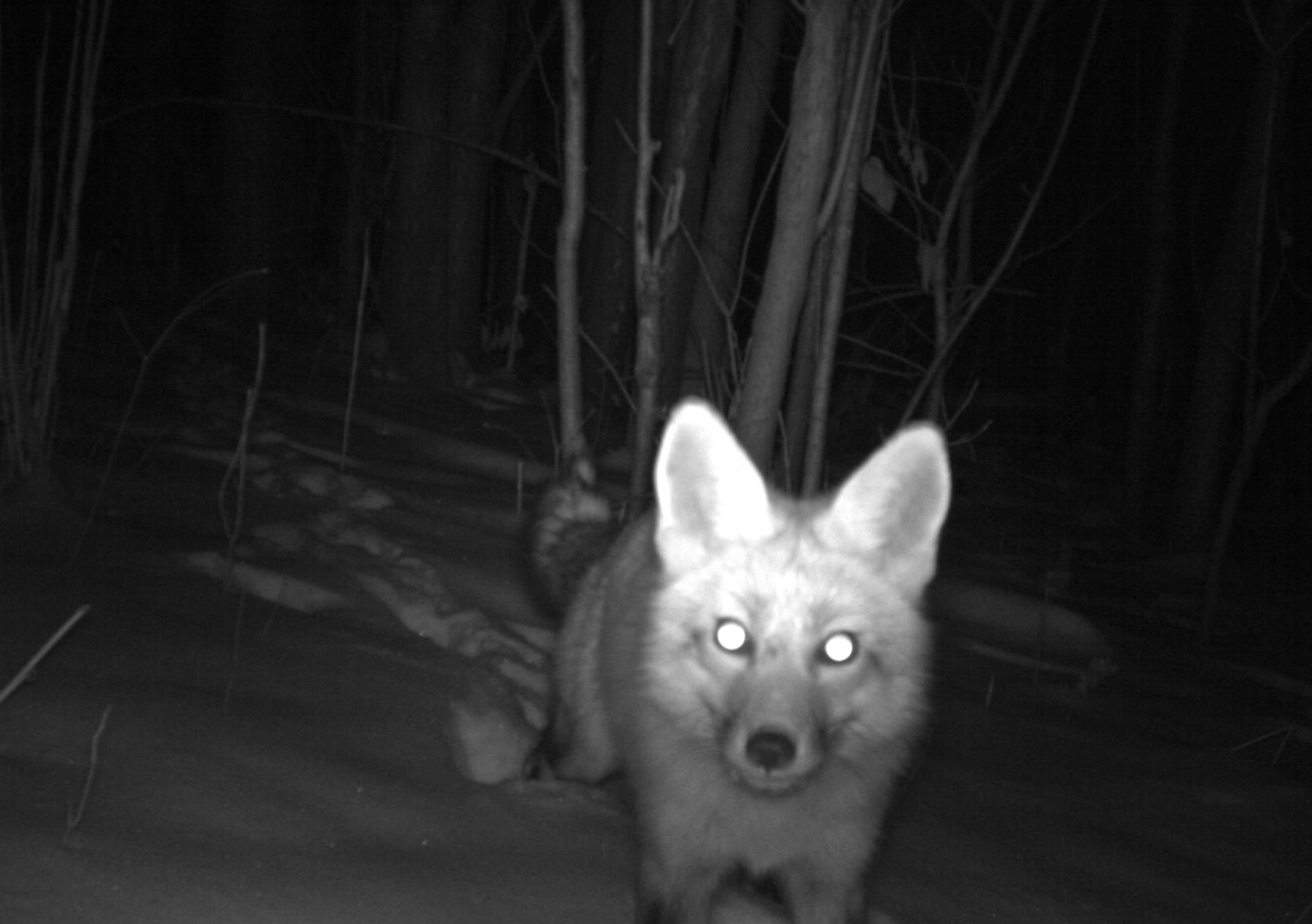 Red Fox 1